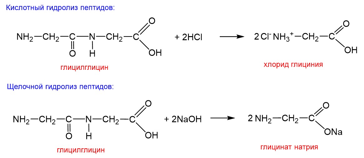Полипептид с азотной кислотой дает окрашивание. Гидролиз полипептидов. Гидролиз белков химия. Гидролиз белка ферментами. Кислотный гидролиз белков.